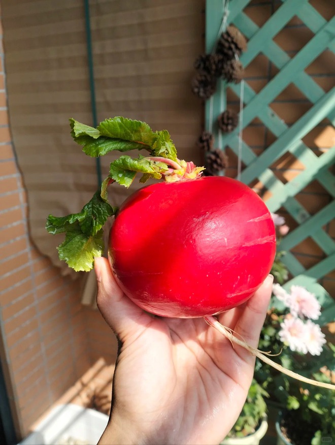 Trend lạ đón Tết: Ra chợ mua củ cải đỏ về cắm bình, ai ngờ thành chậu "Hồng Vận Đương Đầu" hút lộc cực xinh!- Ảnh 16. Trend lạ đón Tết: Ra chợ mua củ cải đỏ về cắm bình, ai ngờ thành chậu "Hồng Vận Đương Đầu" hút lộc cực xinh!- Ảnh 16.