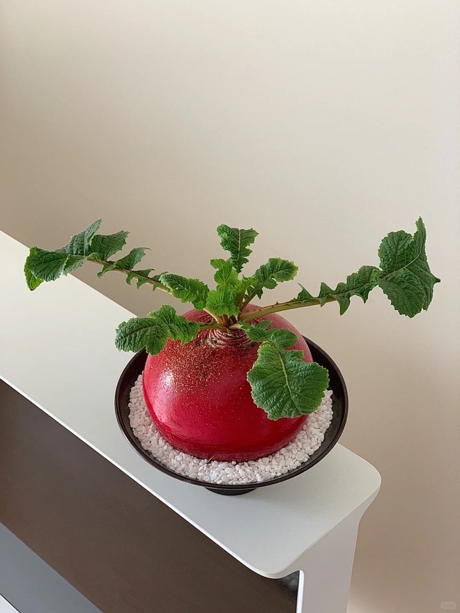 Trend lạ đón Tết: Ra chợ mua củ cải đỏ về cắm bình, ai ngờ thành chậu "Hồng Vận Đương Đầu" hút lộc cực xinh!- Ảnh 14. Trend lạ đón Tết: Ra chợ mua củ cải đỏ về cắm bình, ai ngờ thành chậu "Hồng Vận Đương Đầu" hút lộc cực xinh!- Ảnh 14.