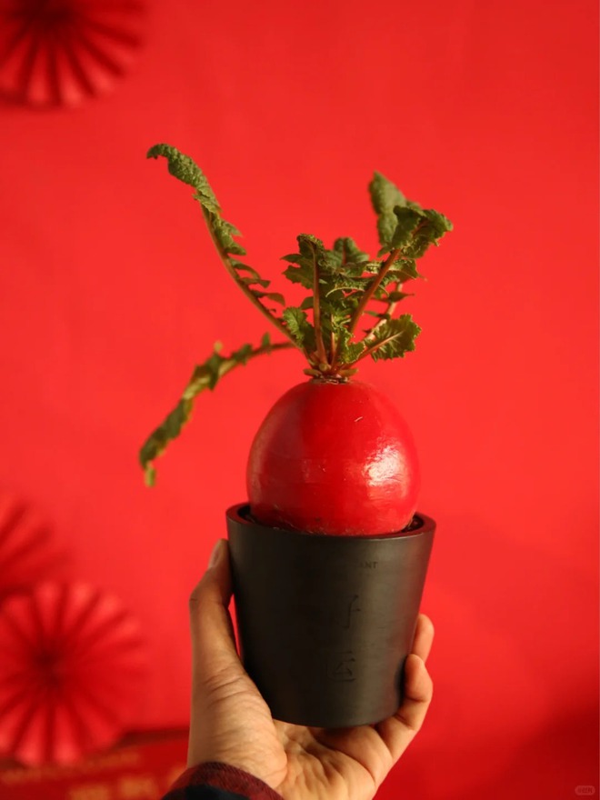 Trend lạ đón Tết: Ra chợ mua củ cải đỏ về cắm bình, ai ngờ thành chậu "Hồng Vận Đương Đầu" hút lộc cực xinh!- Ảnh 17. Trend lạ đón Tết: Ra chợ mua củ cải đỏ về cắm bình, ai ngờ thành chậu "Hồng Vận Đương Đầu" hút lộc cực xinh!- Ảnh 17.