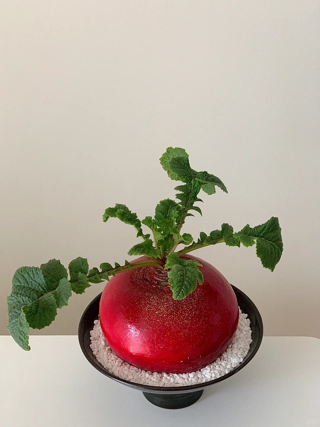 Trend lạ đón Tết: Ra chợ mua củ cải đỏ về cắm bình, ai ngờ thành chậu "Hồng Vận Đương Đầu" hút lộc cực xinh!- Ảnh 15. Trend lạ đón Tết: Ra chợ mua củ cải đỏ về cắm bình, ai ngờ thành chậu "Hồng Vận Đương Đầu" hút lộc cực xinh!- Ảnh 15.