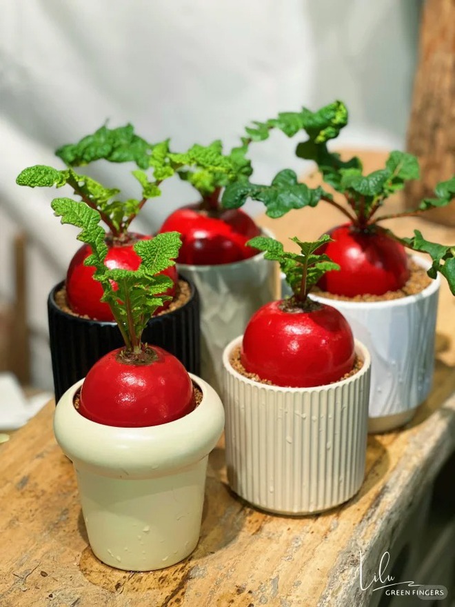 Trend lạ đón Tết: Ra chợ mua củ cải đỏ về cắm bình, ai ngờ thành chậu "Hồng Vận Đương Đầu" hút lộc cực xinh!- Ảnh 19. Trend lạ đón Tết: Ra chợ mua củ cải đỏ về cắm bình, ai ngờ thành chậu "Hồng Vận Đương Đầu" hút lộc cực xinh!- Ảnh 19.