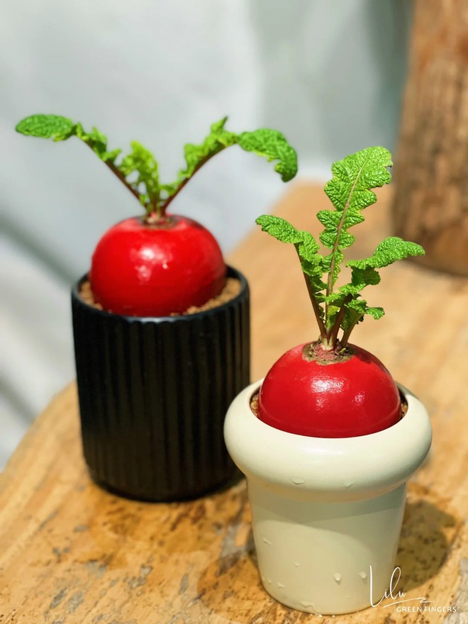 Trend lạ đón Tết: Ra chợ mua củ cải đỏ về cắm bình, ai ngờ thành chậu "Hồng Vận Đương Đầu" hút lộc cực xinh!- Ảnh 18. Trend lạ đón Tết: Ra chợ mua củ cải đỏ về cắm bình, ai ngờ thành chậu "Hồng Vận Đương Đầu" hút lộc cực xinh!- Ảnh 18.