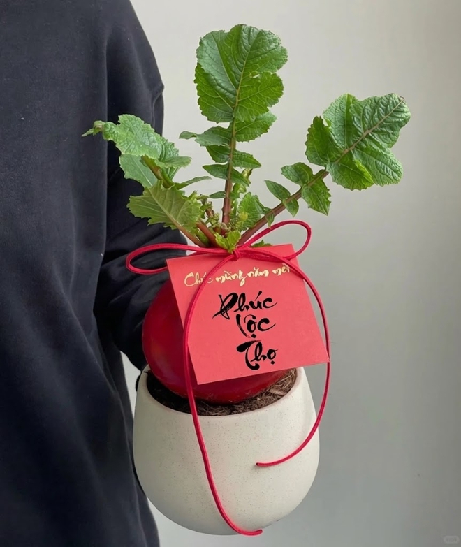 Trend lạ đón Tết: Ra chợ mua củ cải đỏ về cắm bình, ai ngờ thành chậu "Hồng Vận Đương Đầu" hút lộc cực xinh!- Ảnh 11. Trend lạ đón Tết: Ra chợ mua củ cải đỏ về cắm bình, ai ngờ thành chậu "Hồng Vận Đương Đầu" hút lộc cực xinh!- Ảnh 11.