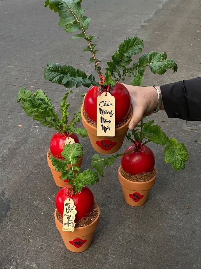 Trend lạ đón Tết: Ra chợ mua củ cải đỏ về cắm bình, ai ngờ thành chậu "Hồng Vận Đương Đầu" hút lộc cực xinh!- Ảnh 7. Trend lạ đón Tết: Ra chợ mua củ cải đỏ về cắm bình, ai ngờ thành chậu "Hồng Vận Đương Đầu" hút lộc cực xinh!- Ảnh 7.