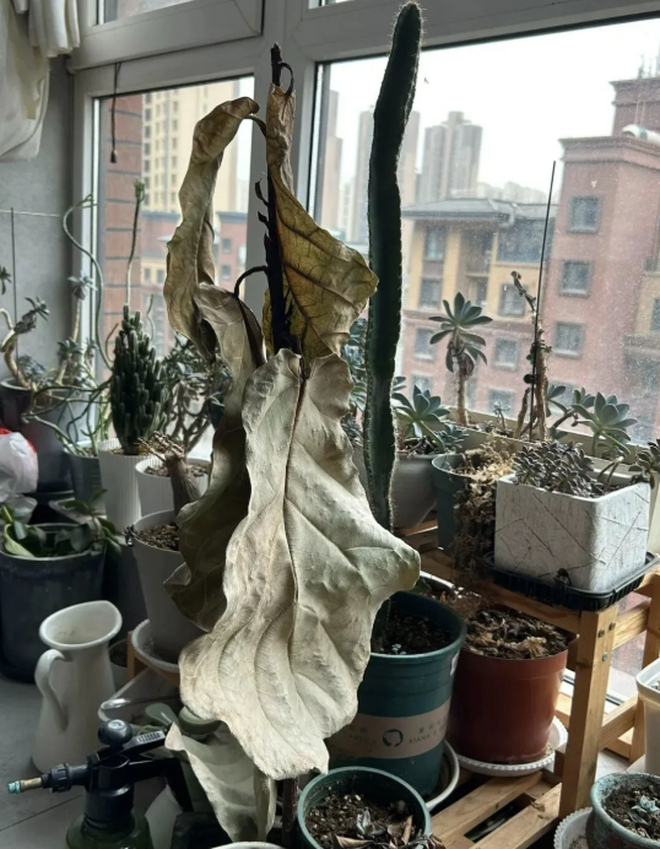 Người giàu không bao giờ đặt 5 thứ này ở ban công, người nghèo lại vô tư chất đống- Ảnh 4. Người giàu không bao giờ đặt 5 thứ này ở ban công, người nghèo lại vô tư chất đống- Ảnh 4.