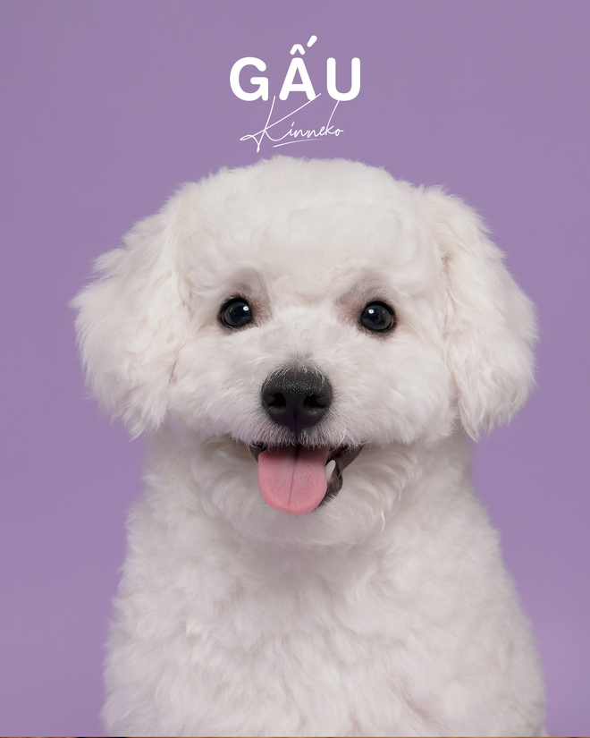 Dẫn thú cưng đến studio chuyên nghiệp, chụp ảnh chân dung ăn Tết: Dịch vụ đang hot, giá cả ra sao?- Ảnh 12.