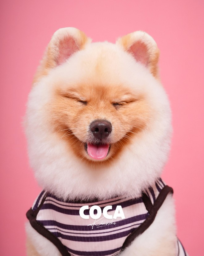 Dẫn thú cưng đến studio chuyên nghiệp, chụp ảnh chân dung ăn Tết: Dịch vụ đang hot, giá cả ra sao?- Ảnh 14.