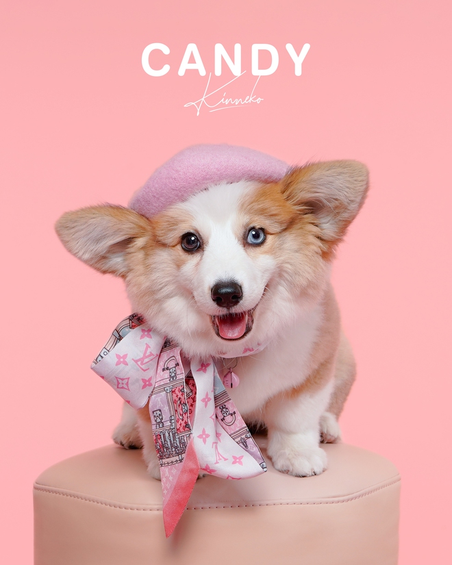 Dẫn thú cưng đến studio chuyên nghiệp, chụp ảnh chân dung ăn Tết: Dịch vụ đang hot, giá cả ra sao?- Ảnh 11.