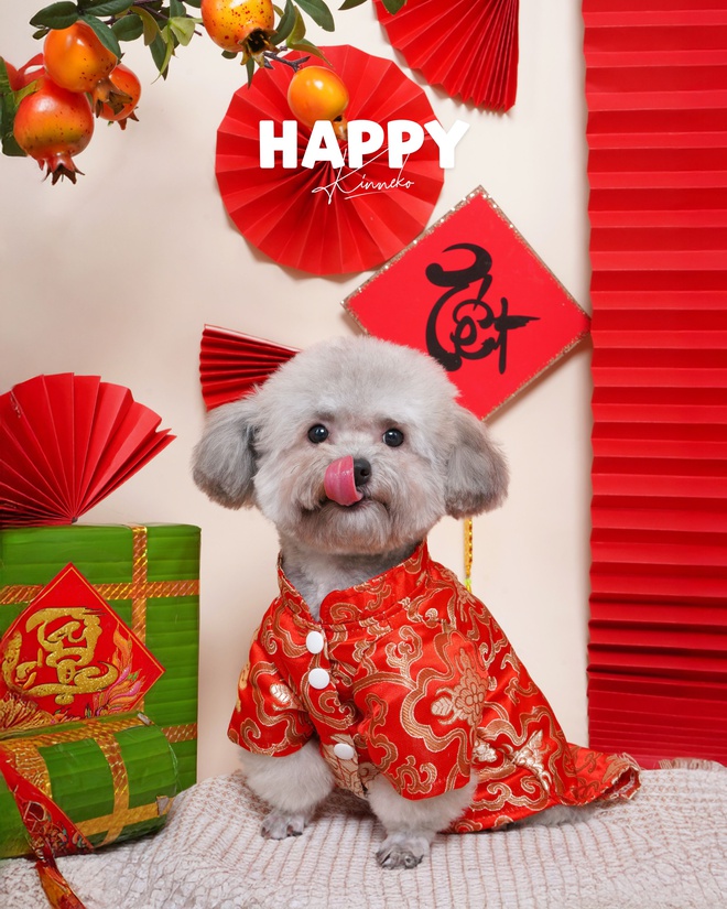 Dẫn thú cưng đến studio chuyên nghiệp, chụp ảnh chân dung ăn Tết: Dịch vụ đang hot, giá cả ra sao?- Ảnh 4.