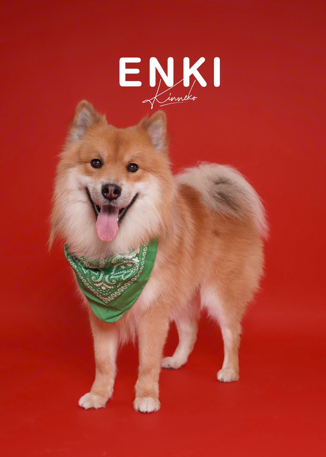 Dẫn thú cưng đến studio chuyên nghiệp, chụp ảnh chân dung ăn Tết: Dịch vụ đang hot, giá cả ra sao?- Ảnh 7.