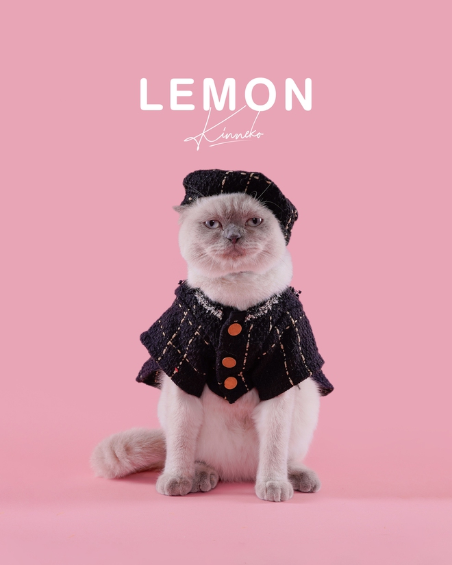 Dẫn thú cưng đến studio chuyên nghiệp, chụp ảnh chân dung ăn Tết: Dịch vụ đang hot, giá cả ra sao?- Ảnh 13.