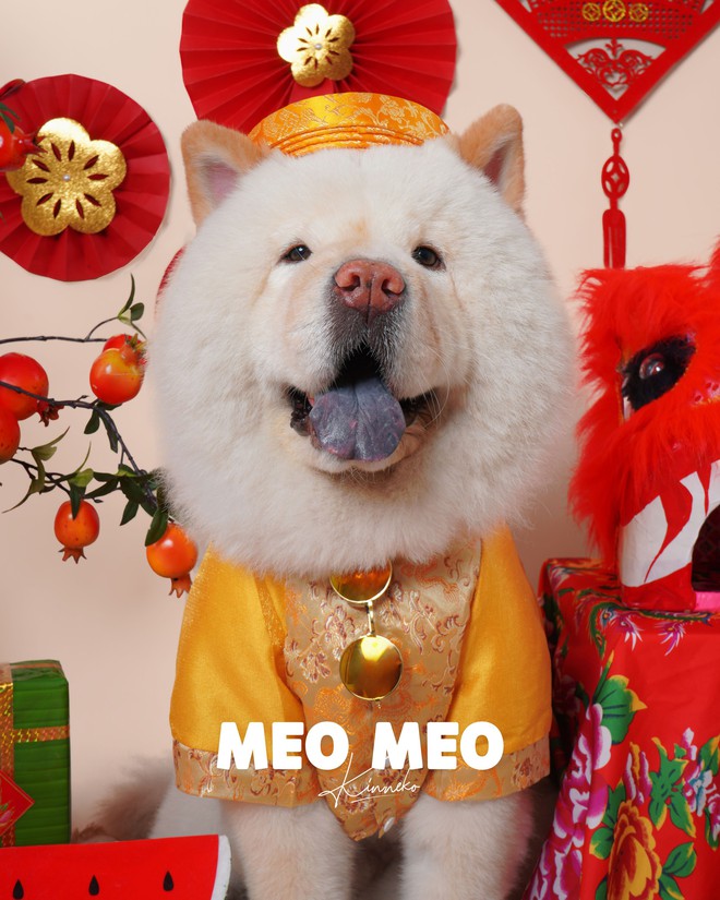 Dẫn thú cưng đến studio chuyên nghiệp, chụp ảnh chân dung ăn Tết: Dịch vụ đang hot, giá cả ra sao?- Ảnh 6.