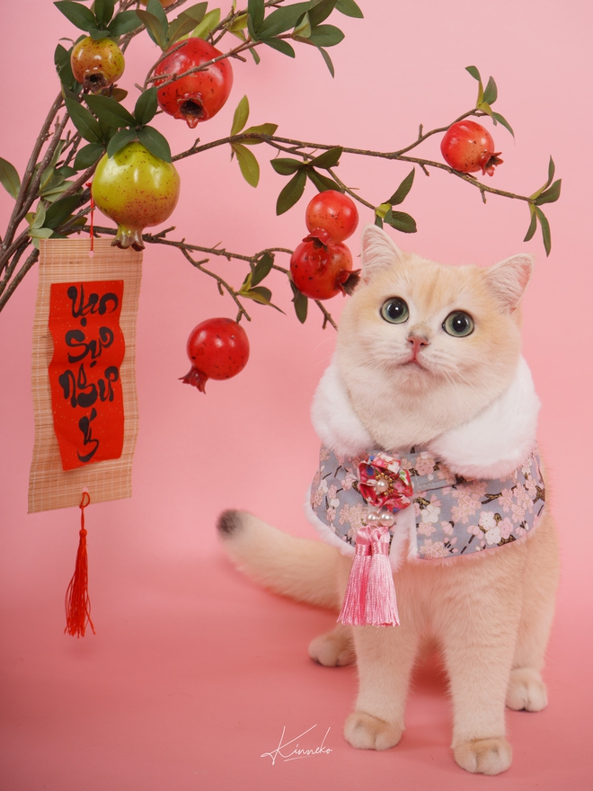 Dẫn thú cưng đến studio chuyên nghiệp, chụp ảnh chân dung ăn Tết: Dịch vụ đang hot, giá cả ra sao?- Ảnh 5.