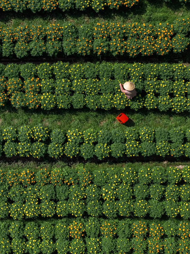 Choáng ngợp trước "nhà máy" hoa Tết rộng bằng 1.400 sân bóng đá tại miền Tây- Ảnh 10.