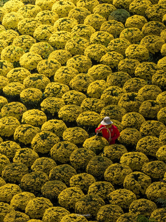 Choáng ngợp trước "nhà máy" hoa Tết rộng bằng 1.400 sân bóng đá tại miền Tây- Ảnh 3.