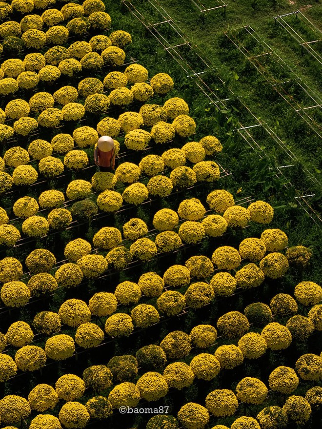 Choáng ngợp trước "nhà máy" hoa Tết rộng bằng 1.400 sân bóng đá tại miền Tây- Ảnh 1.