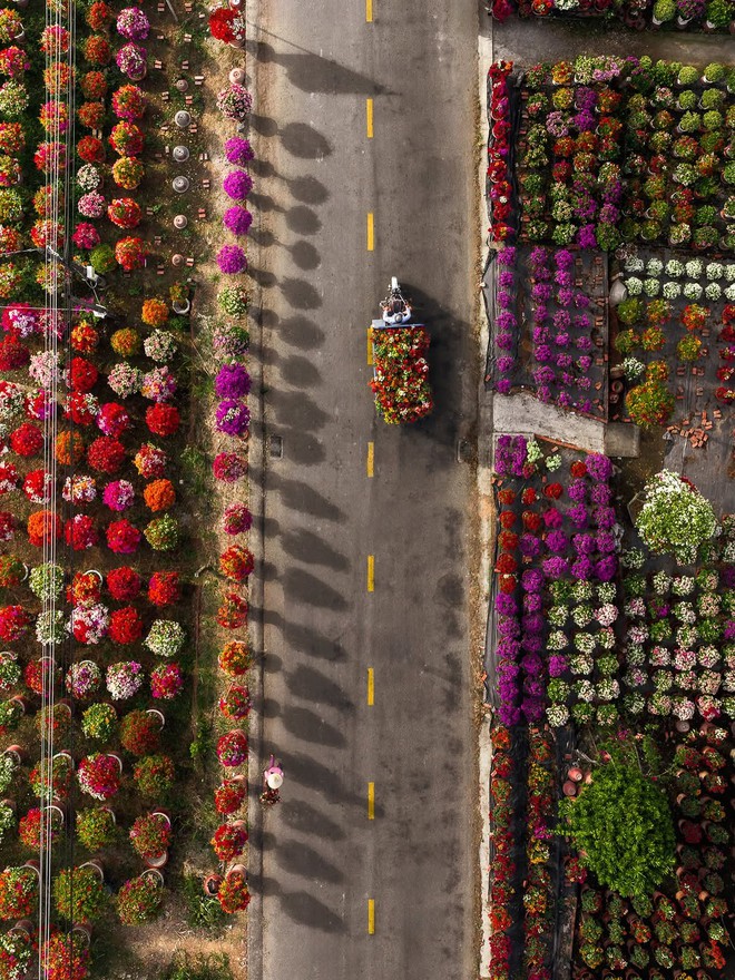 Choáng ngợp trước "nhà máy" hoa Tết rộng bằng 1.400 sân bóng đá tại miền Tây- Ảnh 8.