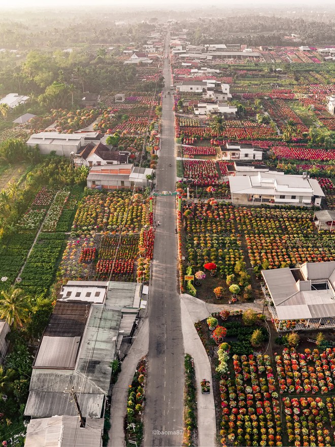 Choáng ngợp trước "nhà máy" hoa Tết rộng bằng 1.400 sân bóng đá tại miền Tây- Ảnh 9.