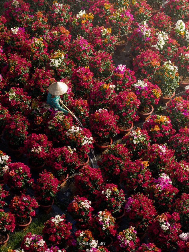 Choáng ngợp trước "nhà máy" hoa Tết rộng bằng 1.400 sân bóng đá tại miền Tây- Ảnh 7.