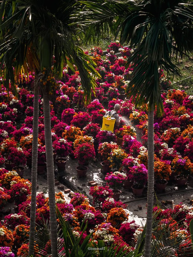 Choáng ngợp trước "nhà máy" hoa Tết rộng bằng 1.400 sân bóng đá tại miền Tây- Ảnh 4.