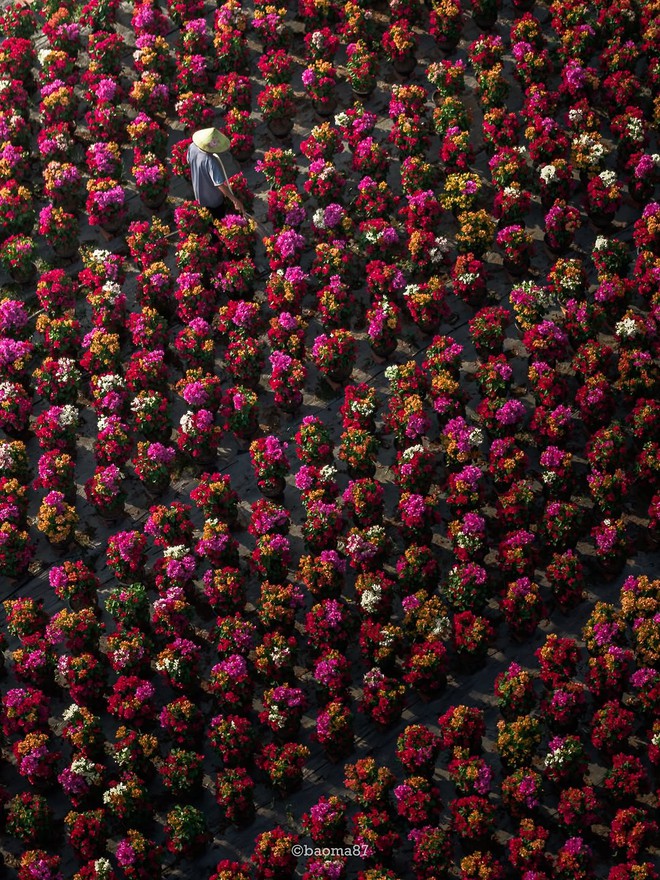 Choáng ngợp trước "nhà máy" hoa Tết rộng bằng 1.400 sân bóng đá tại miền Tây- Ảnh 5.