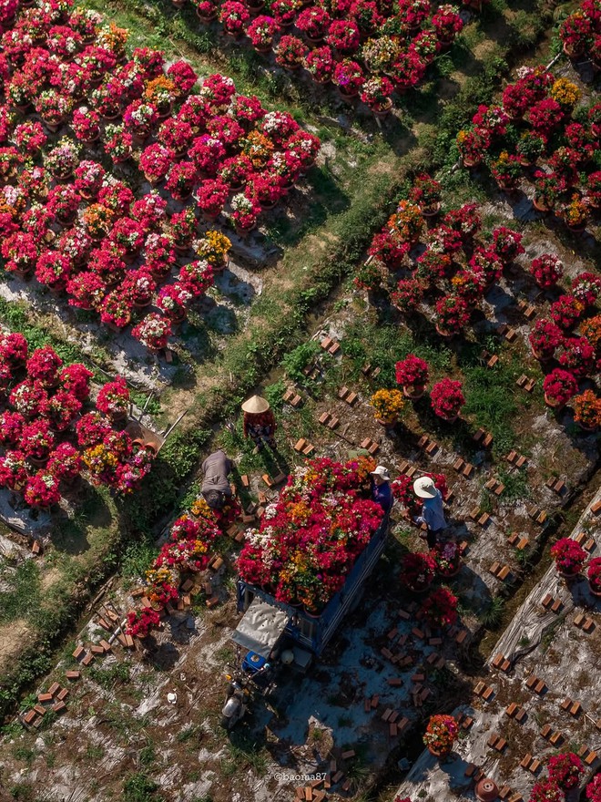 Choáng ngợp trước "nhà máy" hoa Tết rộng bằng 1.400 sân bóng đá tại miền Tây- Ảnh 6.