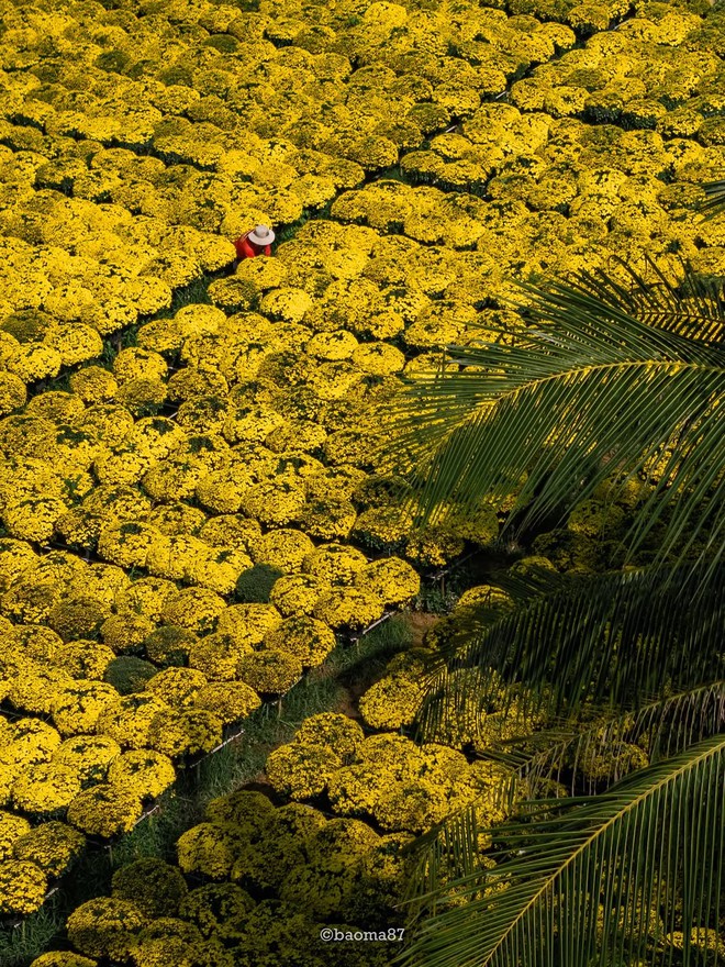 Choáng ngợp trước "nhà máy" hoa Tết rộng bằng 1.400 sân bóng đá tại miền Tây- Ảnh 2.