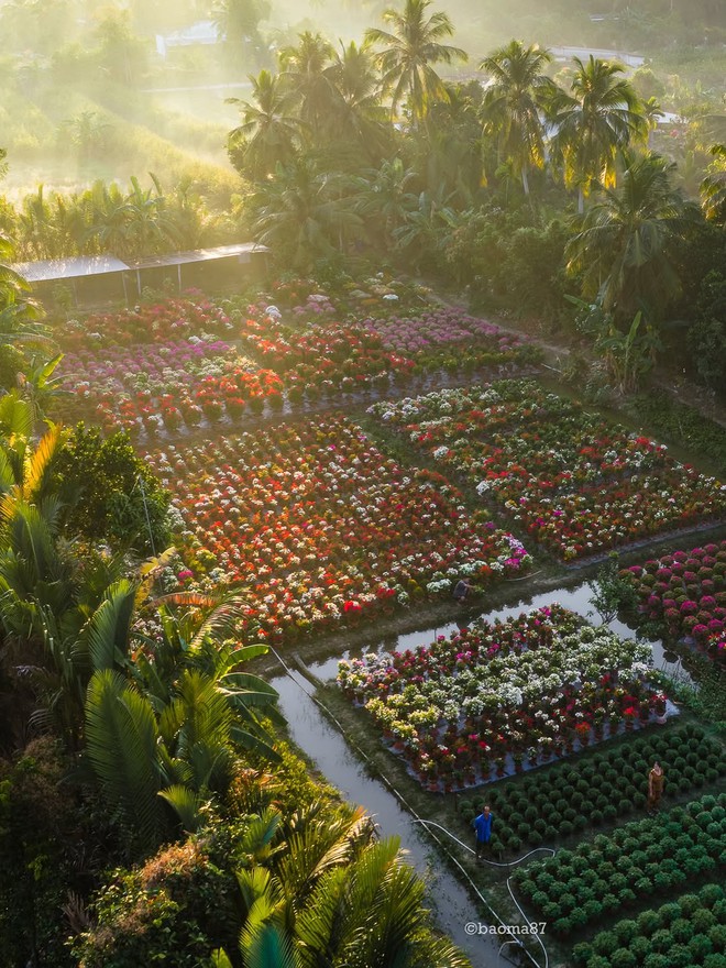 Choáng ngợp trước "nhà máy" hoa Tết rộng bằng 1.400 sân bóng đá tại miền Tây- Ảnh 11.