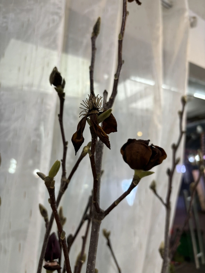 Bỏ tiền triệu mà vẫn "tàn canh gió lạnh", hội người nghị lực nhất Tết 2026 gọi tên dân chơi mộc lan - Ảnh 21.