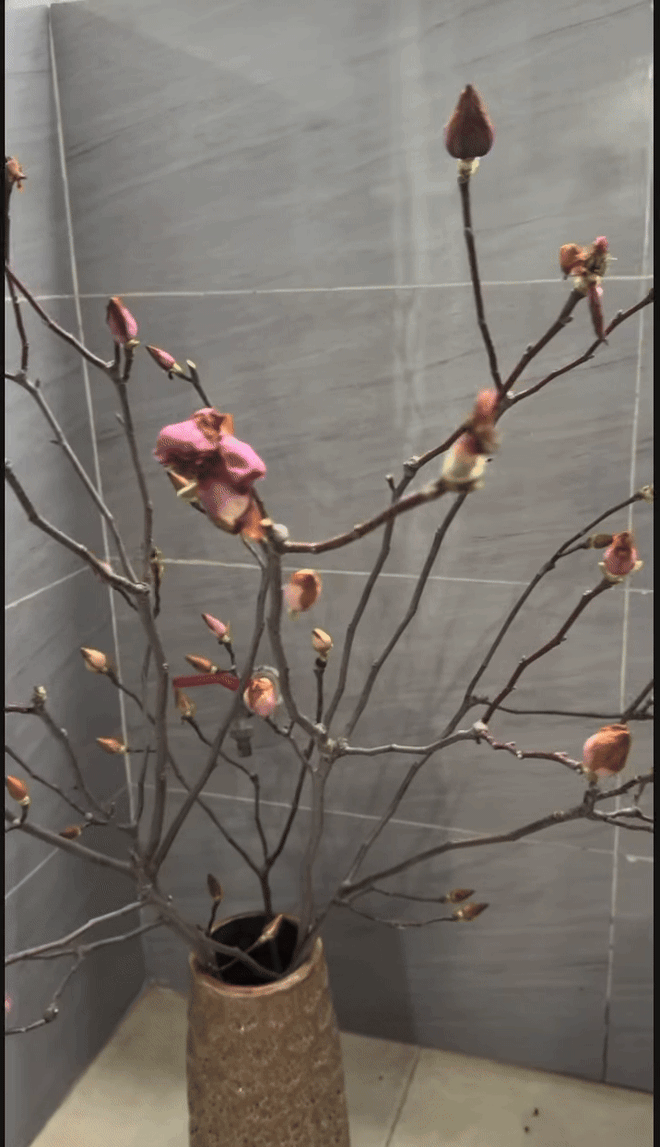 Bỏ tiền triệu mà vẫn "tàn canh gió lạnh", hội người nghị lực nhất Tết 2026 gọi tên dân chơi mộc lan - Ảnh 8.