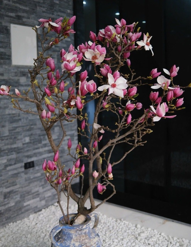 Bỏ tiền triệu mà vẫn "tàn canh gió lạnh", hội người nghị lực nhất Tết 2026 gọi tên dân chơi mộc lan - Ảnh 6.