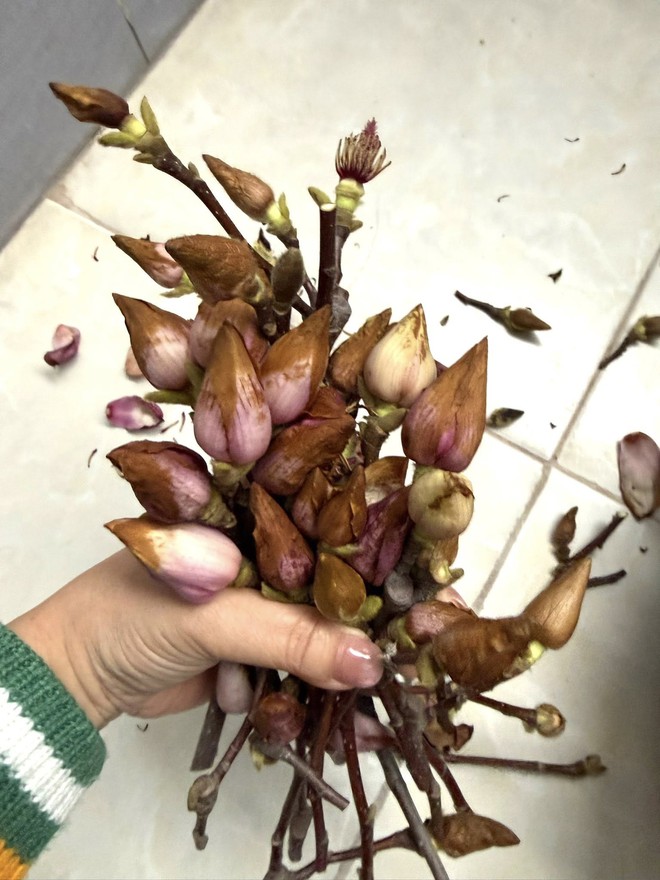 Bỏ tiền triệu mà vẫn "tàn canh gió lạnh", hội người nghị lực nhất Tết 2026 gọi tên dân chơi mộc lan - Ảnh 9.