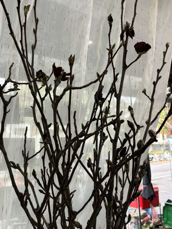 Bỏ tiền triệu mà vẫn "tàn canh gió lạnh", hội người nghị lực nhất Tết 2026 gọi tên dân chơi mộc lan - Ảnh 20.