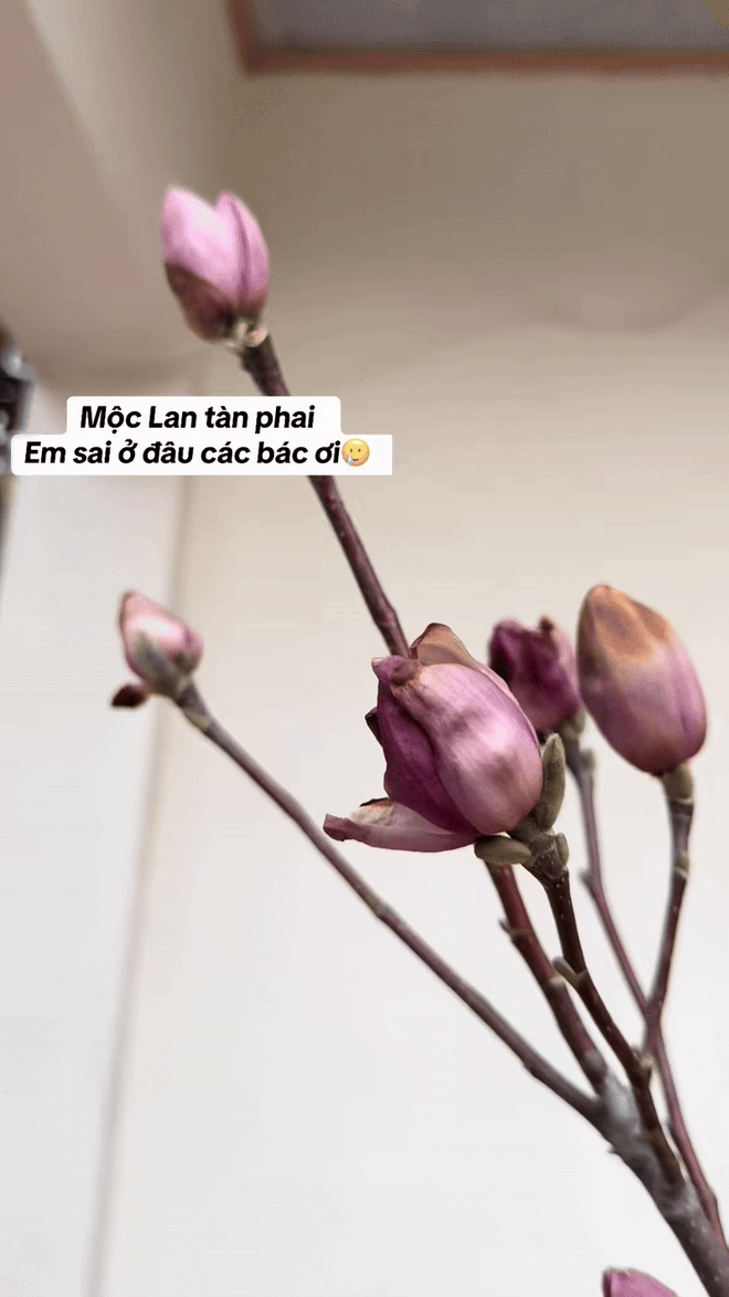 Bỏ tiền triệu mà vẫn "tàn canh gió lạnh", hội người nghị lực nhất Tết 2026 gọi tên dân chơi mộc lan - Ảnh 15.