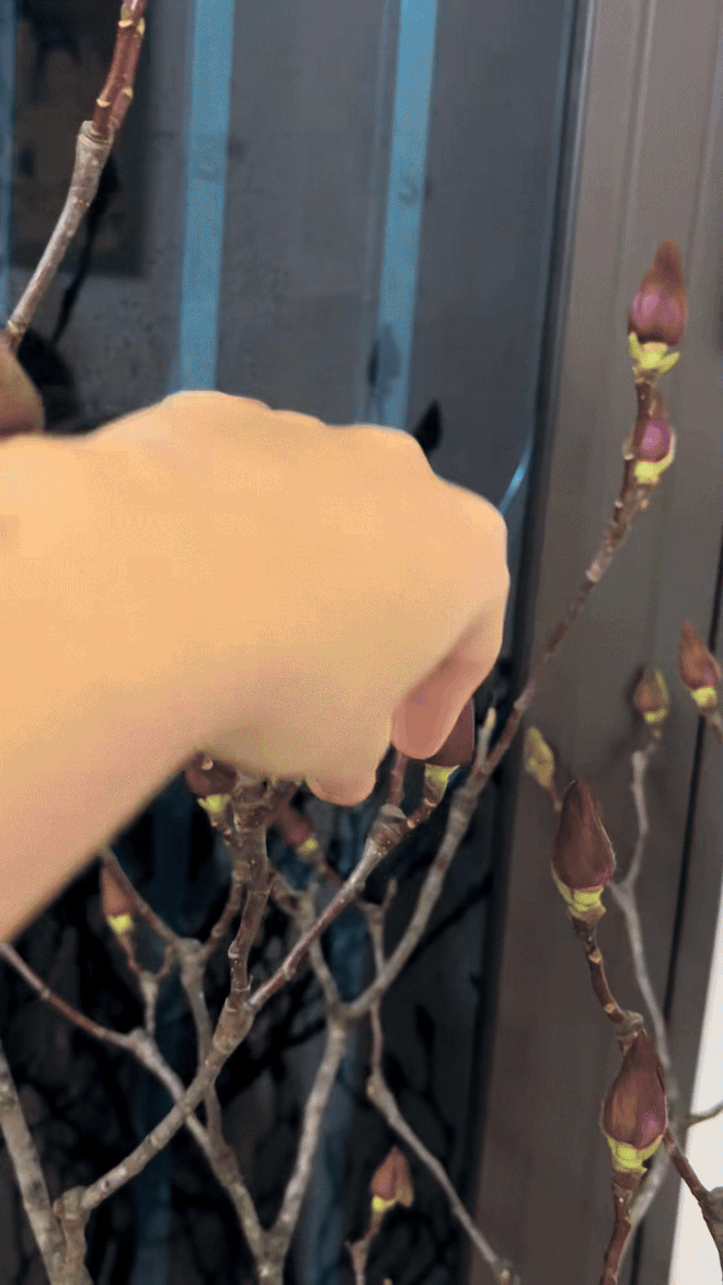 Bỏ tiền triệu mà vẫn "tàn canh gió lạnh", hội người nghị lực nhất Tết 2026 gọi tên dân chơi mộc lan - Ảnh 12.