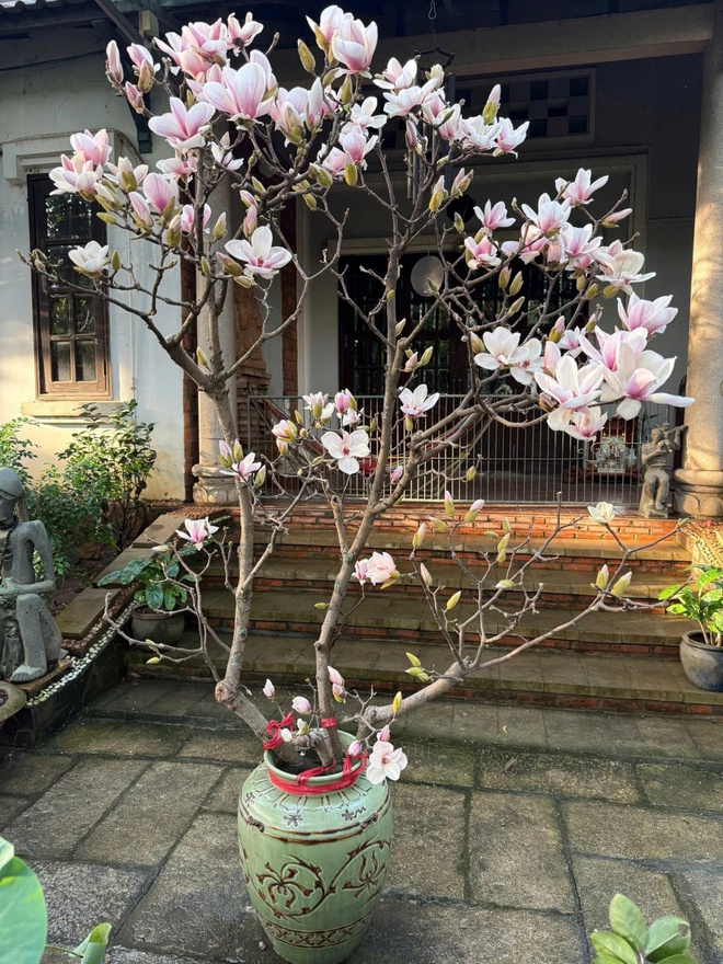 Bỏ tiền triệu mà vẫn "tàn canh gió lạnh", hội người nghị lực nhất Tết 2026 gọi tên dân chơi mộc lan - Ảnh 5.