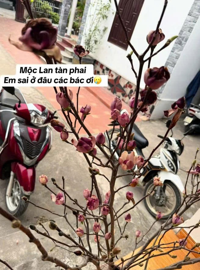 Bỏ tiền triệu mà vẫn "tàn canh gió lạnh", hội người nghị lực nhất Tết 2026 gọi tên dân chơi mộc lan - Ảnh 16.