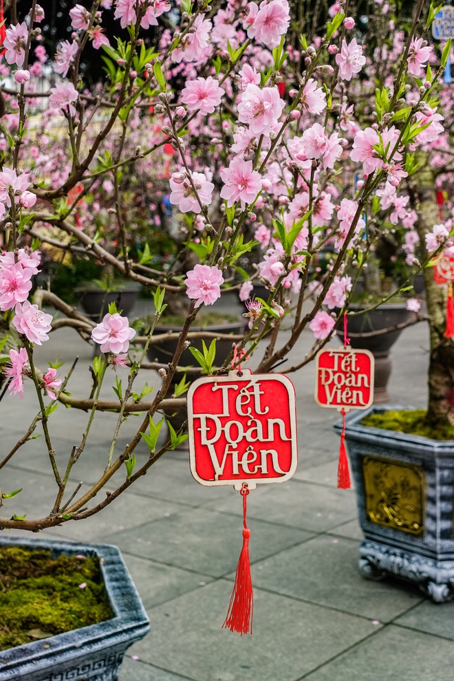 Khách Tây ngỡ ngàng trước vườn đào lớn chưa từng có nằm ngay giữa trung tâm Hà Nội- Ảnh 11.