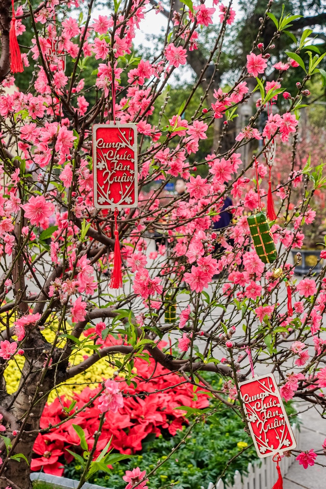 Khách Tây ngỡ ngàng trước vườn đào lớn chưa từng có nằm ngay giữa trung tâm Hà Nội- Ảnh 12.
