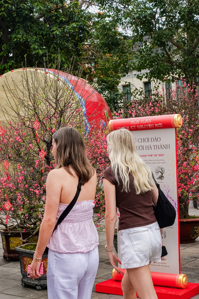 Khách Tây ngỡ ngàng trước vườn đào lớn chưa từng có nằm ngay giữa trung tâm Hà Nội- Ảnh 4.