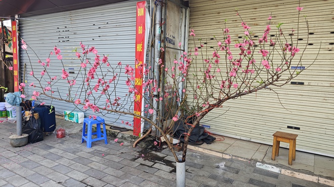 Chợ hoa 29 Tết: Tiểu thương hạ giá trước giờ G, không còn cảnh "đập chậu đốt hoa" như mọi năm - Ảnh 11.