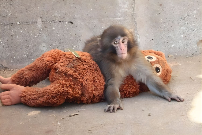 Tình trạng hiện tại của chú khỉ bị bỏ rơi gây sốt toàn cầu - Ảnh 6.