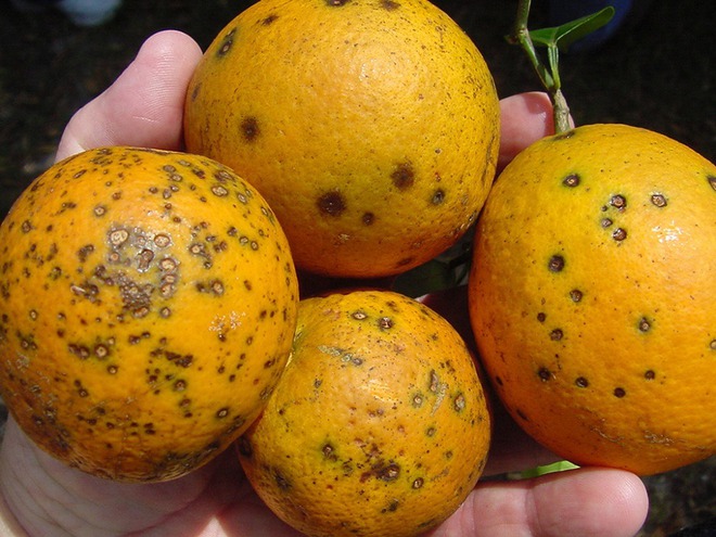 Qua mùng 7 Tết: 3 thứ trên bàn thờ nên thay ngay kẻo bề trên giận dữ, dễ xui cả năm  - Ảnh 3.