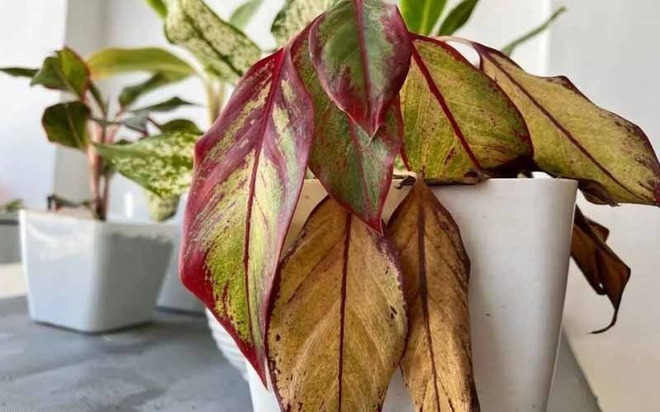 7 dấu hiệu nhận biết ngôi nhà "lỗi phong thủy": Càng ở càng bí bách, khó làm ăn- Ảnh 2.