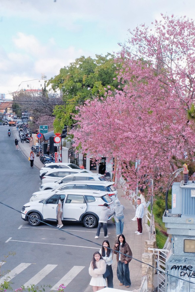 Đang phát điên vì hoa mai anh đào Đà Lạt!- Ảnh 2.