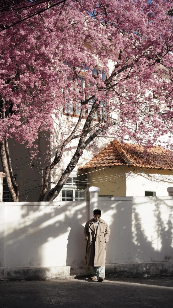 Đang phát điên vì hoa mai anh đào Đà Lạt!- Ảnh 7.