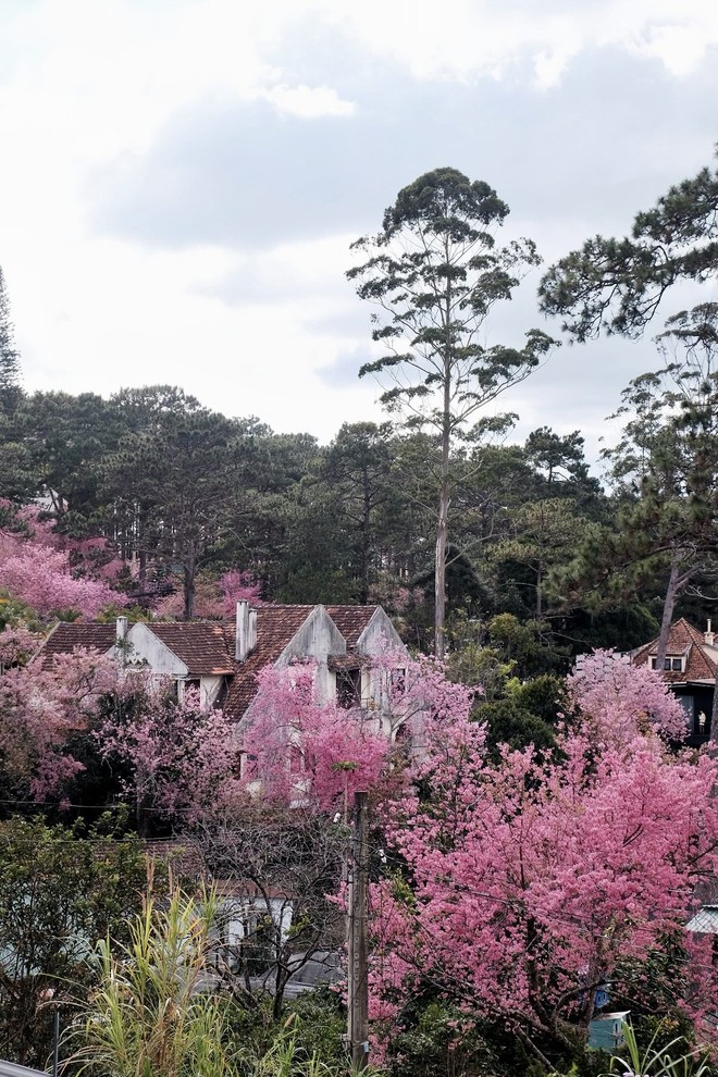 Đang phát điên vì hoa mai anh đào Đà Lạt!- Ảnh 3.