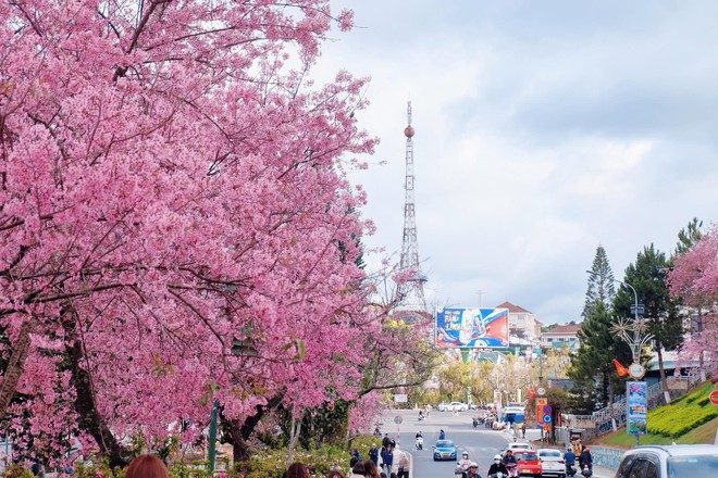 Đang phát điên vì hoa mai anh đào Đà Lạt!- Ảnh 1.