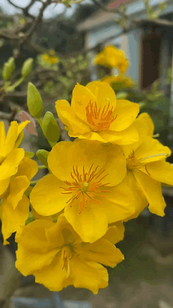 Tết không chưng 5 hoa này cứ thấy thiếu thiếu: Đẹp gì mà đẹp hết phần loài khác, không phải rượu mà lại thấy say- Ảnh 4.