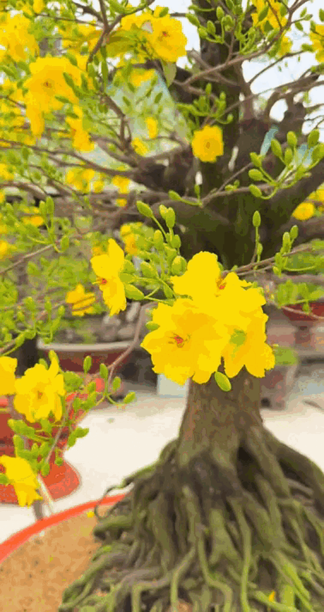 Tết không chưng 5 hoa này cứ thấy thiếu thiếu: Đẹp gì mà đẹp hết phần loài khác, không phải rượu mà lại thấy say- Ảnh 3.